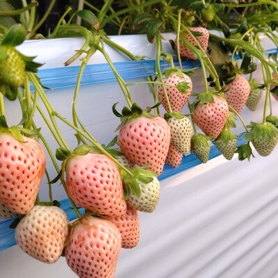 <高田いちご園> 苺狩りペア入場券(2名様) F21E-083