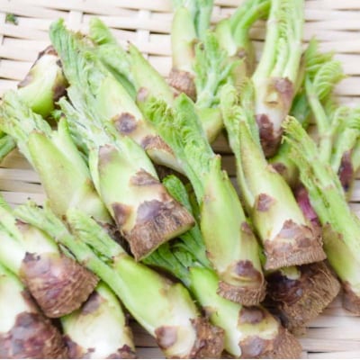 ≪先行受付≫ 山菜の王様 たらの芽 (300g) (2026年1月より順次発送) F20E-770
