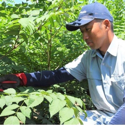 ≪先行受付≫ 山菜の王様 たらの芽 (300g) (2026年1月より順次発送) F20E-770