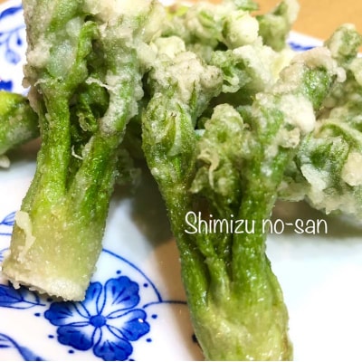 ≪先行受付≫ 山菜の王様 たらの芽 (300g) (2026年1月より順次発送) F20E-770