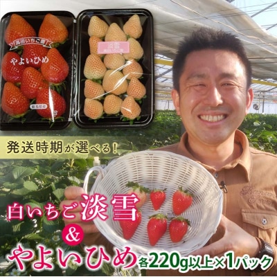 群馬県産いちごセット <やよいひめ・淡雪>【2026年1月4日〜3月31日発送】 F21E-515