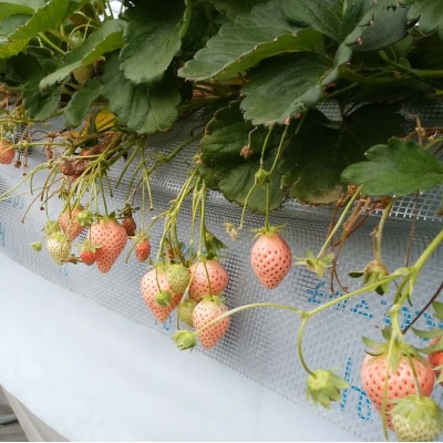 群馬県産いちごセット <やよいひめ・淡雪>【2026年3月1日〜5月15日発送】 F21E-516