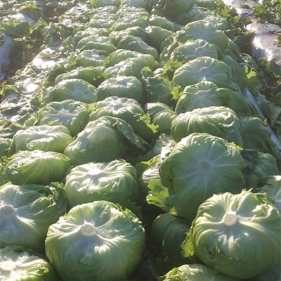 産直ぐんまの朝どれ 新鮮レタス 300g以上×2個 F21E-562