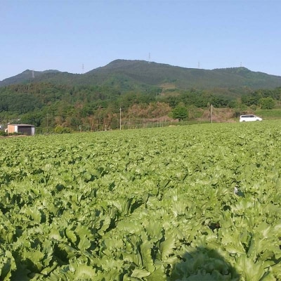 産直ぐんまの朝どれ 新鮮レタス 300g以上×2個 F21E-491