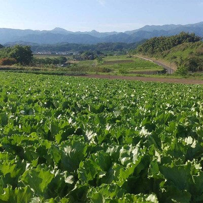 産直ぐんまの朝どれ 新鮮レタス 300g以上×2個 F21E-491