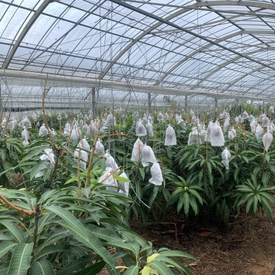 【2025年発送・家庭用】完熟アップルマンゴー 優品2kg(4～6玉)