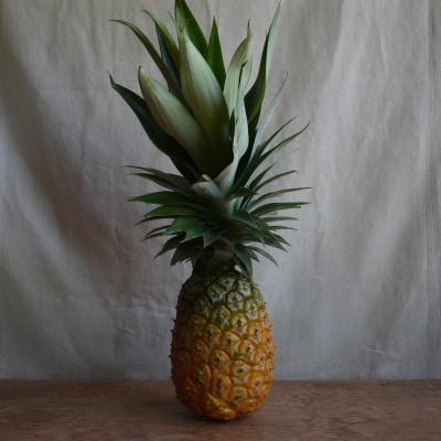 【有機JAS認証】Nパイン 約3kg(2～4玉)