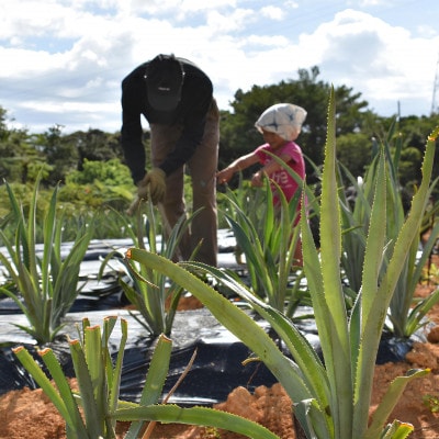 【有機JAS認証】Nパイン 約3kg(2～4玉)