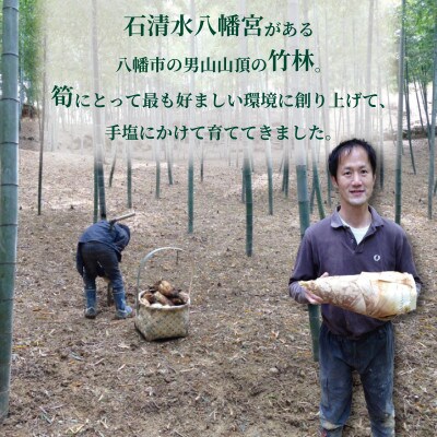 京都府八幡市産 白子京筍 石清水 1本 約3kg 冷凍