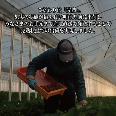 いちご 京の雫 2パック 約520g 260g×2パック