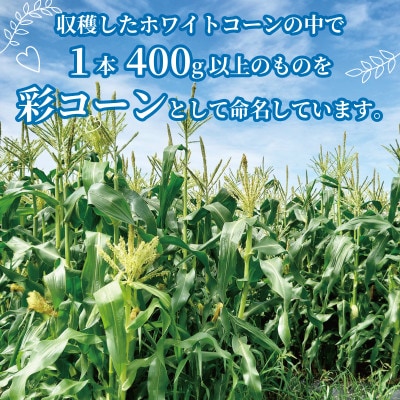 【先行予約】 彩コーン(ホワイトコーン) 約4kg 10本