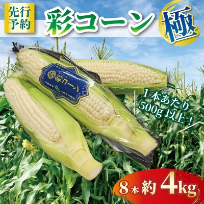 【先行予約】 彩コーン 極 ホワイトコーン 約4kg 8本