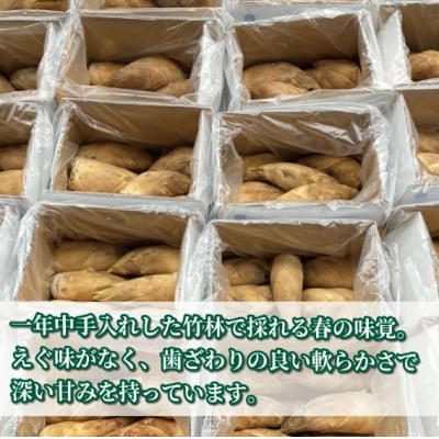 【 先行受付 】京たけのこ 水煮 約1kg 京都府八幡市 白子筍