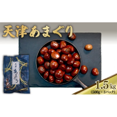 新栗 天津甘栗 容量 1.5kg 京都 完熟 殻付き栗