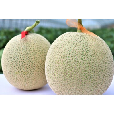 【ふるさと納税】≪令和7年産≫さとうさんちのシュガーメロン(青肉2玉)【7～8月お届け】