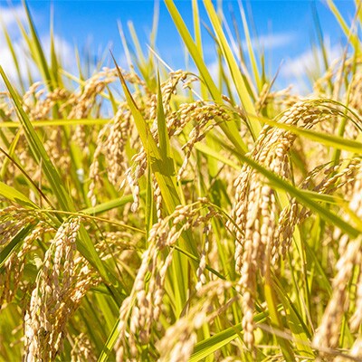 【2ヵ月毎定期便】謙信秘蔵米15kg(精米)全6回