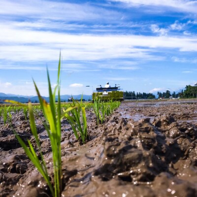 【毎月定期便】謙信秘蔵米10kg全3回