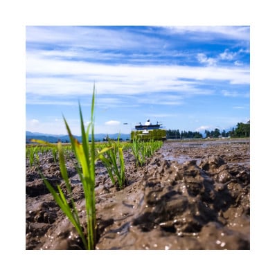 【2ヵ月毎定期便】謙信秘蔵米5kg全6回