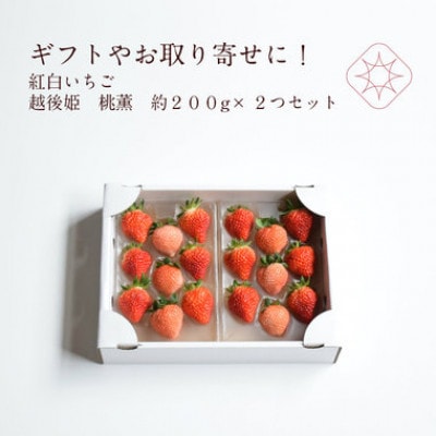雪国完熟いちご越後姫桃薫食べ比べ約200g×2セット