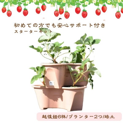 越後姫栽培キット　6株