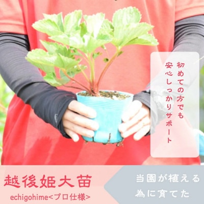 越後姫栽培キット　6株