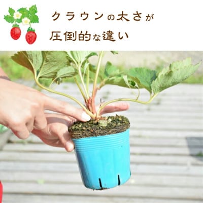 越後姫栽培キット　6株