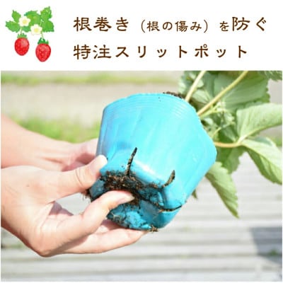 越後姫栽培キット　6株