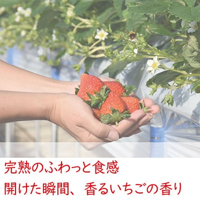 【発送月固定定期便】雪国完熟いちご越後姫170g×6パック全3回