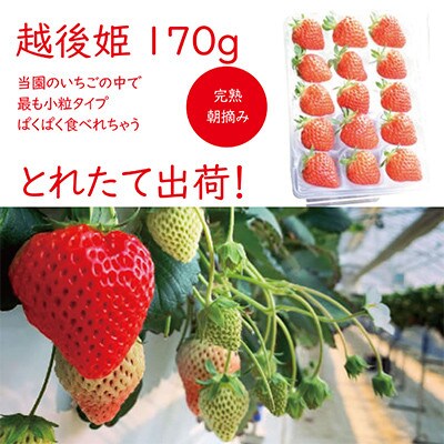 【発送月固定定期便】雪国完熟いちご越後姫170g×2パック全3回