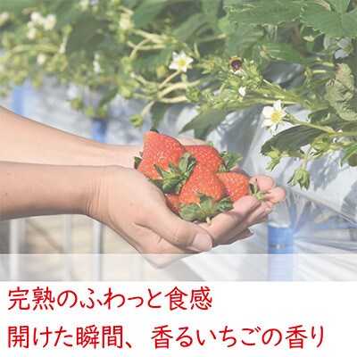 【発送月固定定期便】雪国完熟いちご越後姫170g×2パック全3回