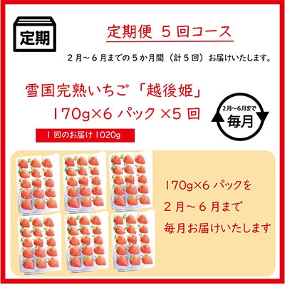 【発送月固定定期便】雪国完熟いちご越後姫170g×6パック全5回