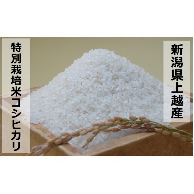 【令和6年産】新潟県上越産特別栽培米こしひかり5kg　精米