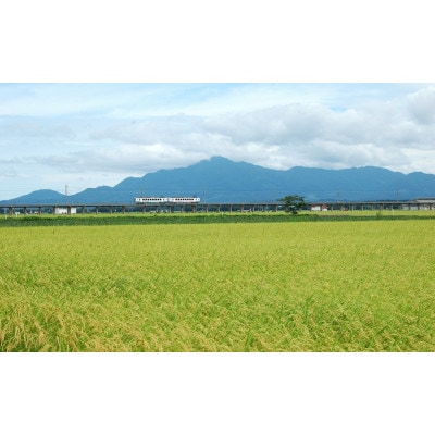 【令和6年産】新潟県上越産特別栽培米こしひかり5kg　精米