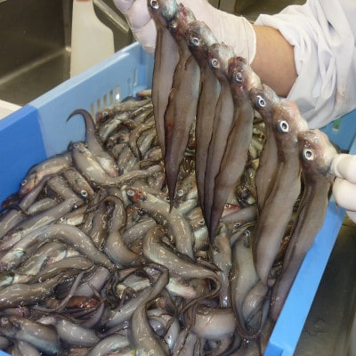 ～日本海　名立の海の贈り物～　名立のかあちゃん手作り干物　深海魚の幻魚の干物2袋