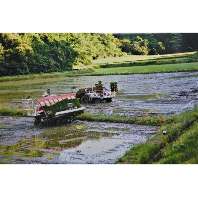 【令和4年産】新潟上越産お米食べ比べセット(3品種) 15kg(5kg×3品種)