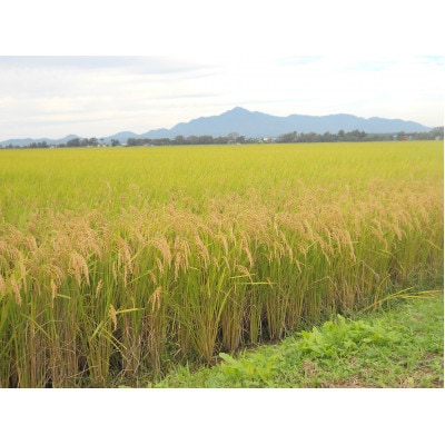 【令和6年産】新潟上越産　新之助5kg　