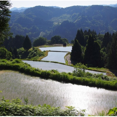 【毎月定期便】雪むろ棚田米コシヒカリ2kg(2kg×1袋)精米-新潟県上越市安塚区産-全6回