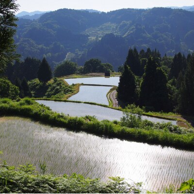 【毎月定期便】雪むろ棚田米コシヒカリ2kg(2kg×1袋)玄米-新潟県上越市安塚区産-全2回