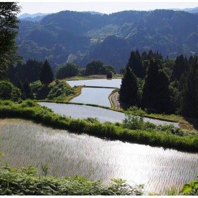 【毎月定期便】雪むろ棚田米コシヒカリ2kg(2kg×1袋)玄米-新潟県上越市安塚区産-全3回