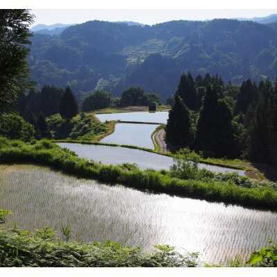 【毎月定期便】雪むろ棚田米-新之助5kg(5kg×1袋)玄米-新潟県上越市安塚区産-全6回