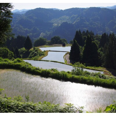 【毎月定期便】雪むろ棚田米-新之助2kg(2kg×1袋)玄米-新潟県上越市安塚区産-全6回