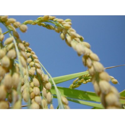 米物語　上越産コシヒカリ(精米)5kg