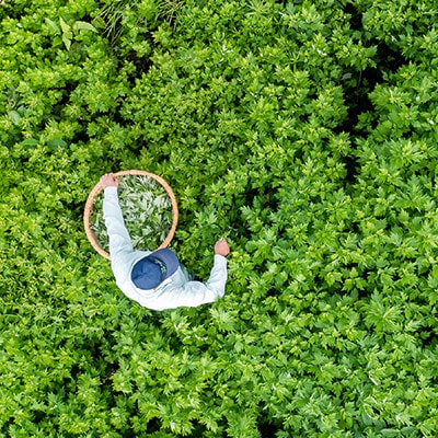 新潟県産天然よもぎ100%　よもぎ茶35包入×1箱