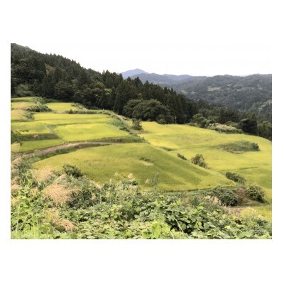 深山そだち、はさかけコシヒカリ　5kg×1袋
