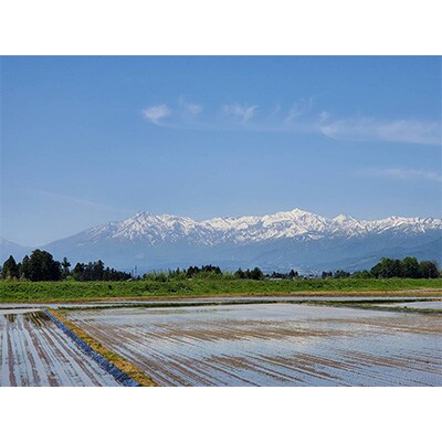2022年12月発送開始『定期便』新潟県上越市産　花の米のこだわりこしひかり白米5kg全6回