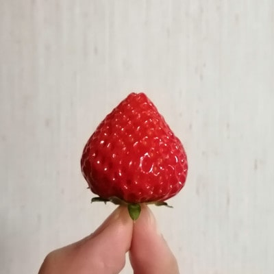 【4月上旬から中旬お届け予定】かたふね はなじかん×いちご花 甘いひとときセット