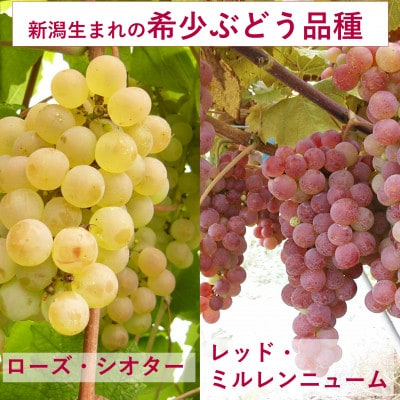 岩の原ワイン　「日本のワインぶどうの父」が生み出した希少ぶどう品種　白3本セット