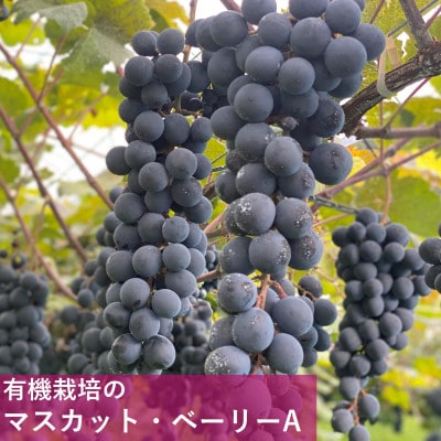 岩の原ワイン　有機栽培ぶどう使用マスカット・ベーリーA
