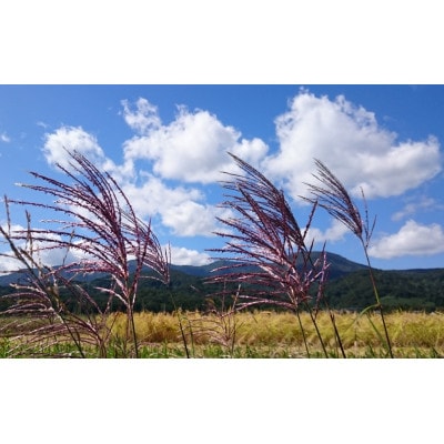 【2ヵ月毎定期便】「Riki-Sakuコシヒカリ」アフコ秋山農場5kg全6回