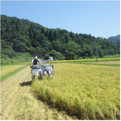 令和6年産/「新潟県産」豊かな自然で育てた上質なコシヒカリ5kg【精米5kg×1袋】